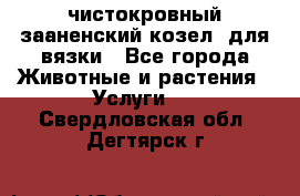 чистокровный зааненский козел  для вязки - Все города Животные и растения » Услуги   . Свердловская обл.,Дегтярск г.